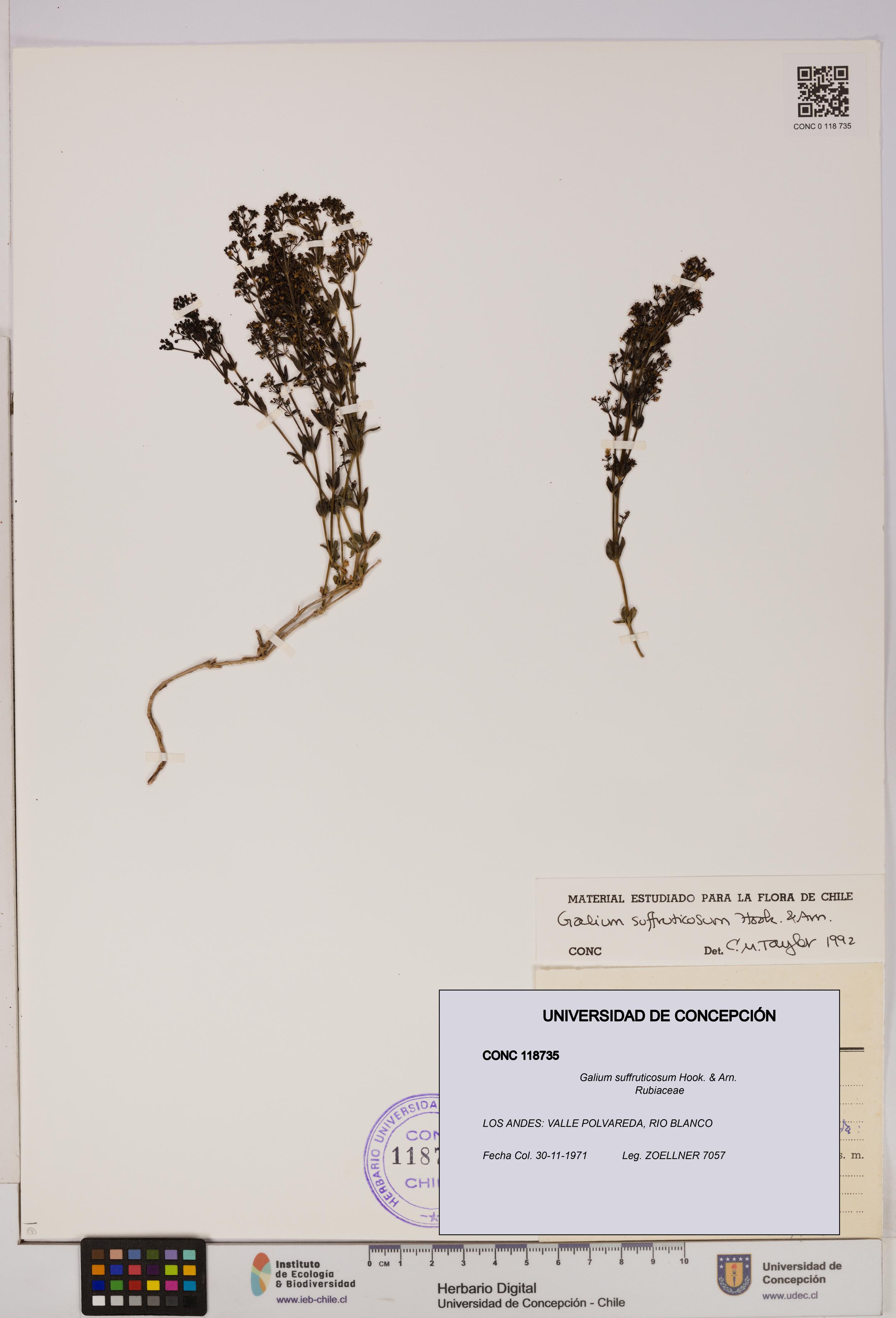 Galium suffruticosum [Espécimen: UDEC:CONC:0118735]