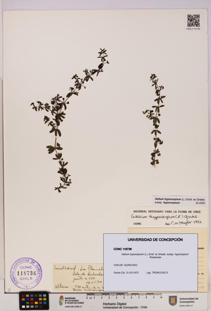 Galium hypocarpium subsp. hypocarpium [Espécimen: UDEC:CONC:0118736]