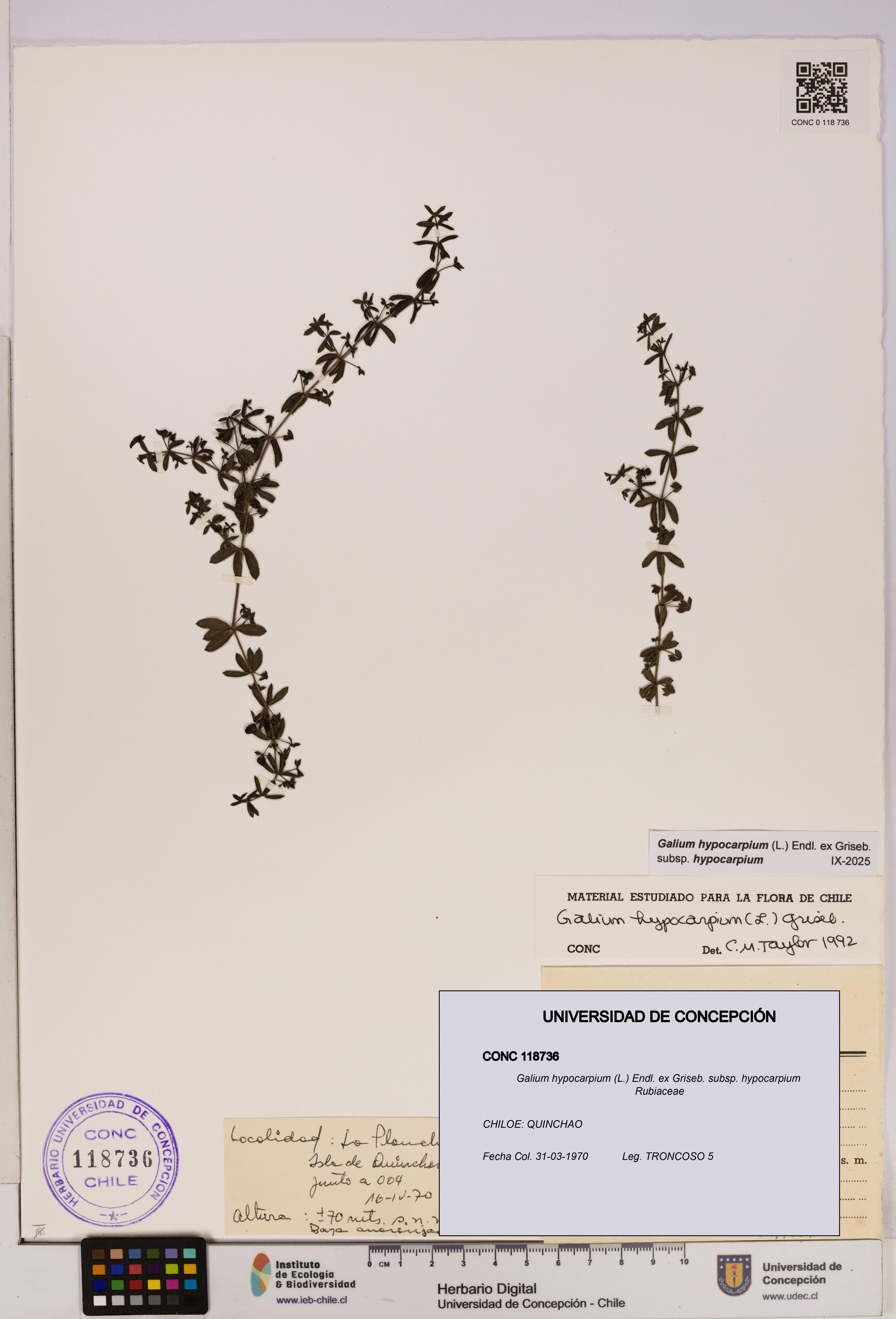 Galium hypocarpium subsp. hypocarpium [Espécimen: UDEC:CONC:0118736]