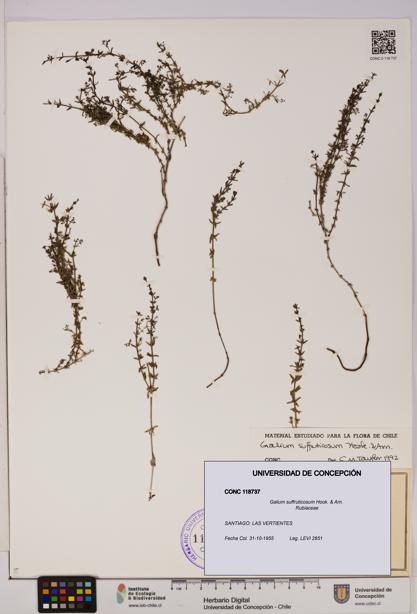 Galium suffruticosum [Espécimen: UDEC:CONC:0118737]