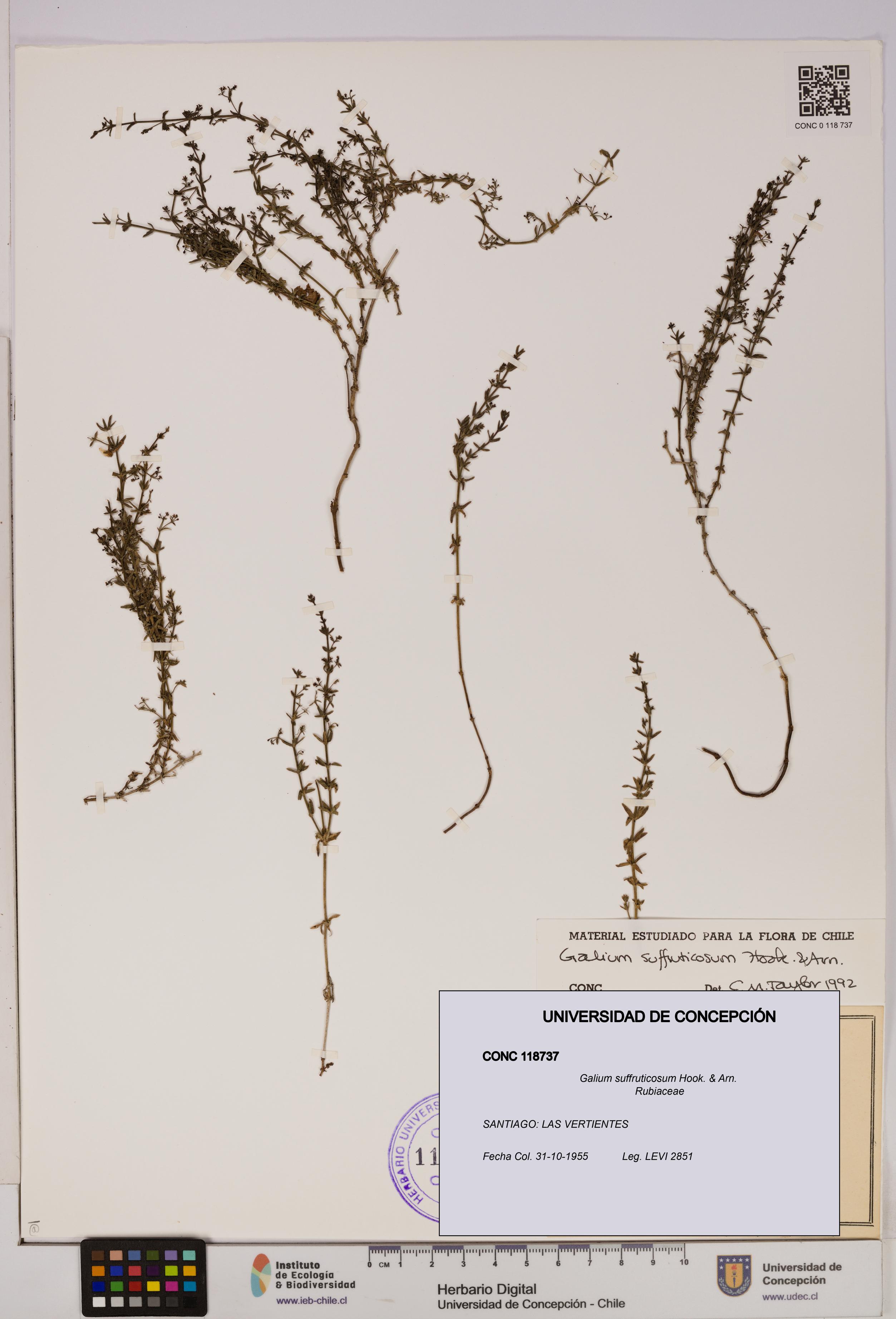 Galium suffruticosum [Espécimen: UDEC:CONC:0118737]