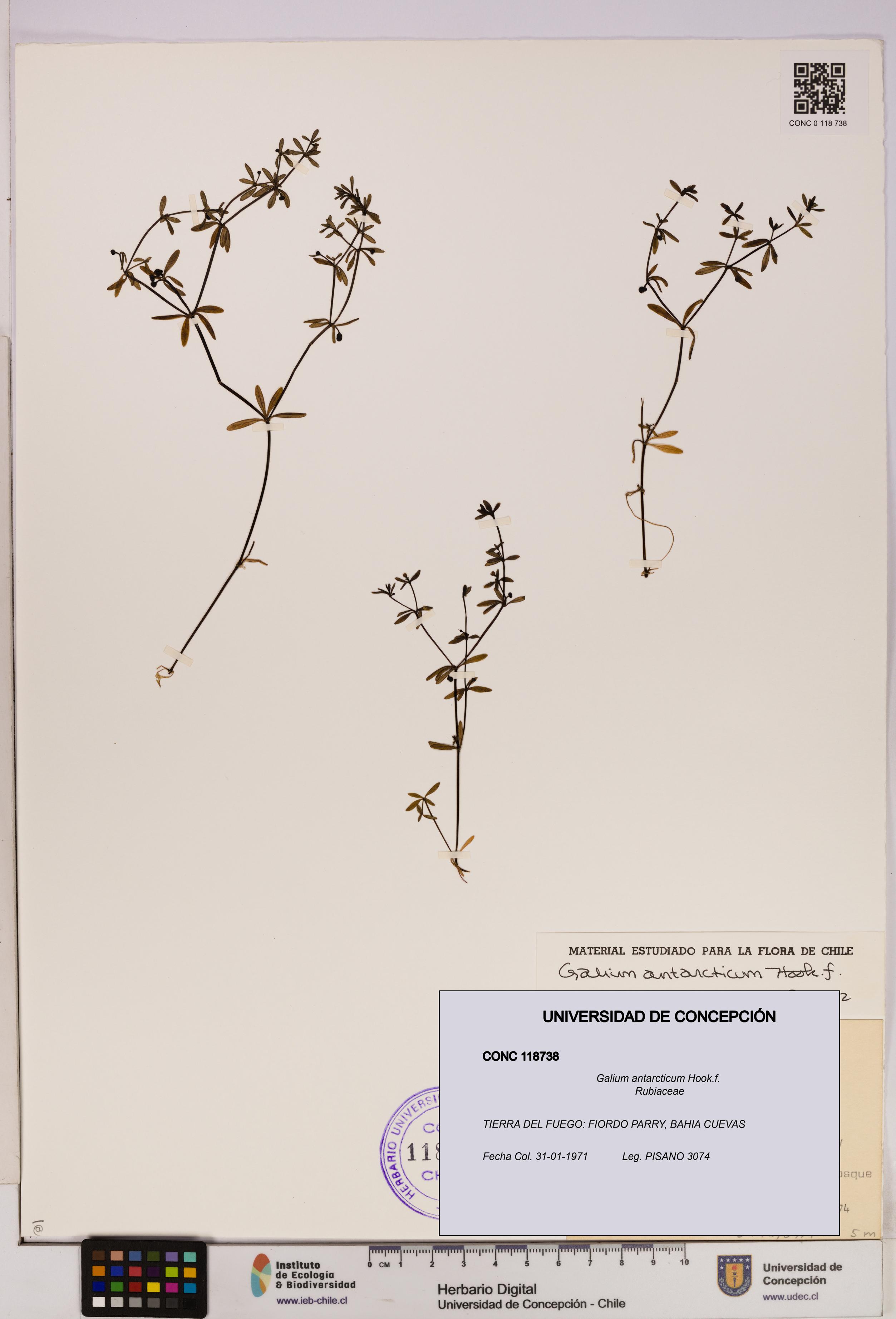 Galium antarcticum [Espécimen: UDEC:CONC:0118738]