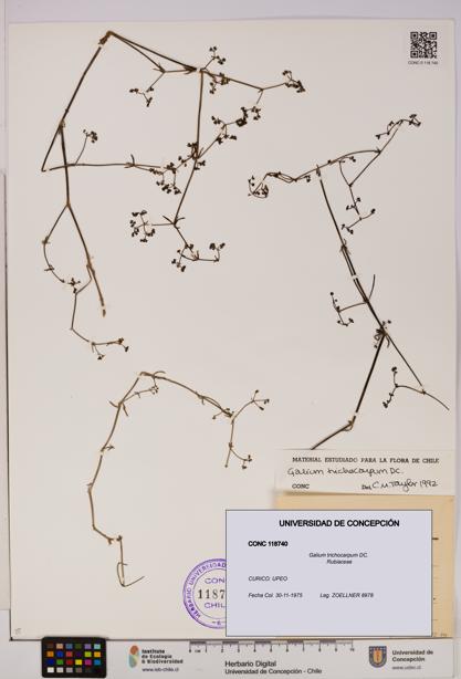 Galium trichocarpum [Espécimen: UDEC:CONC:0118740]