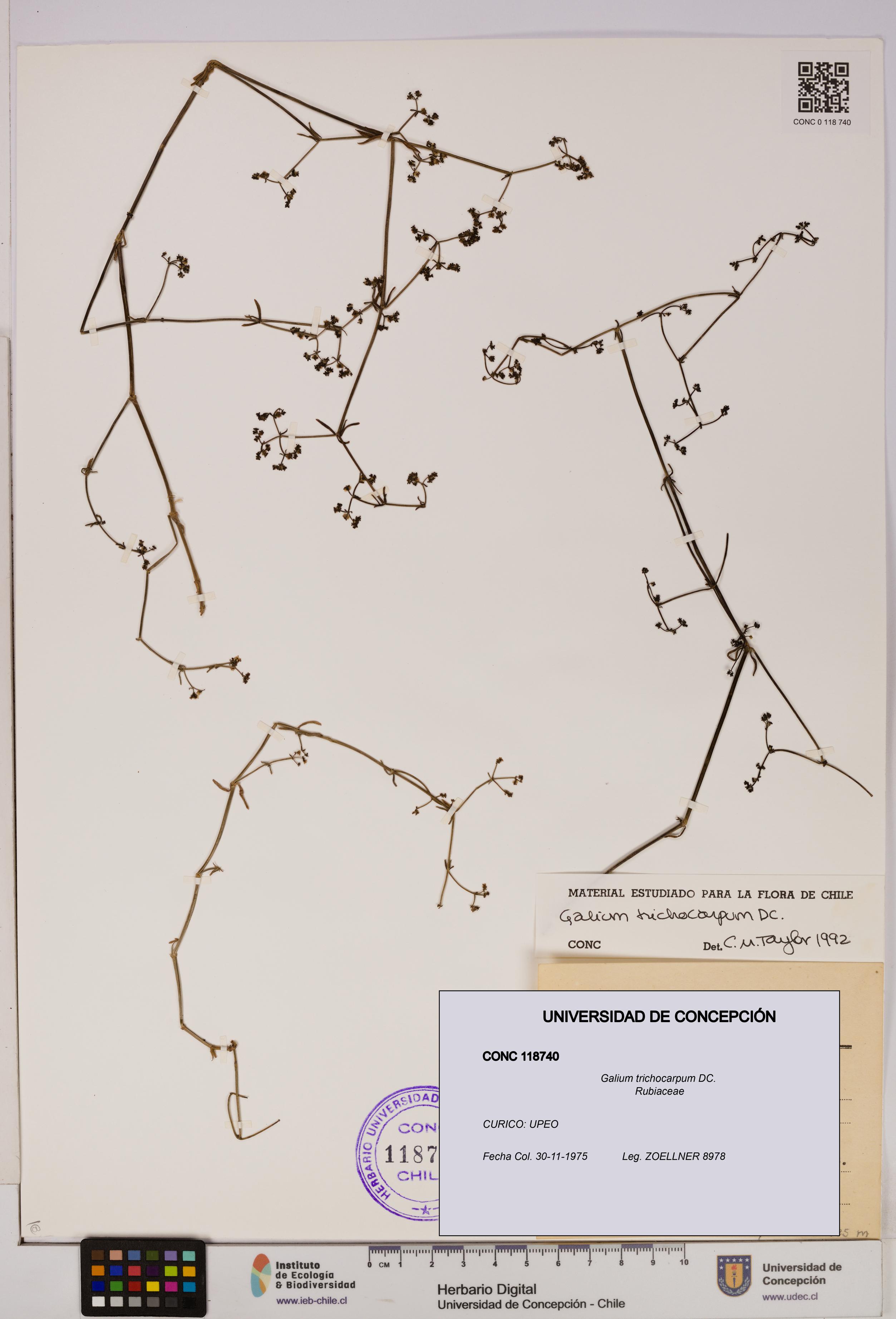 Galium trichocarpum [Espécimen: UDEC:CONC:0118740]