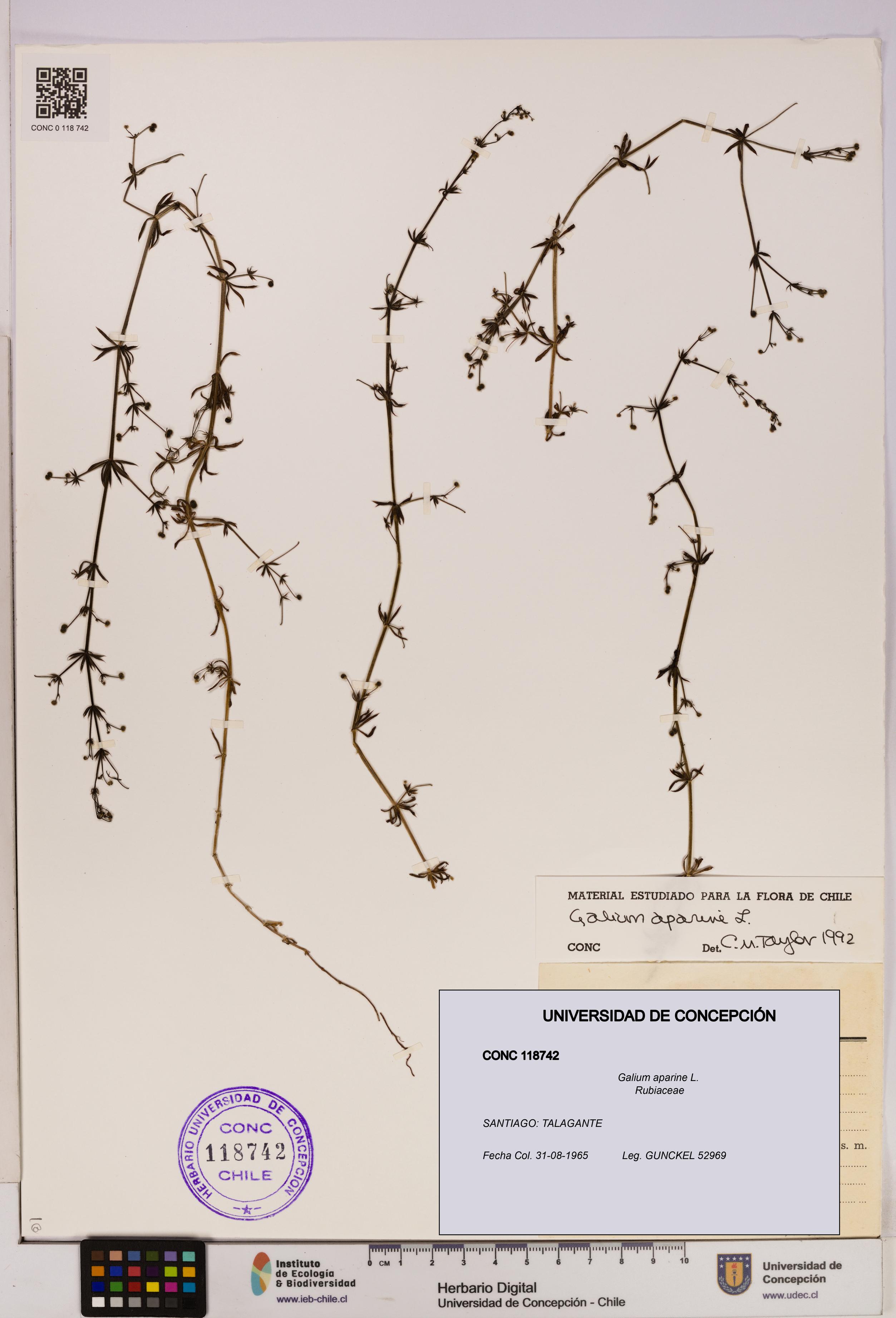 Galium aparine [Espécimen: UDEC:CONC:0118742]