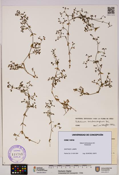 Galium trichocarpum [Espécimen: UDEC:CONC:0118743]