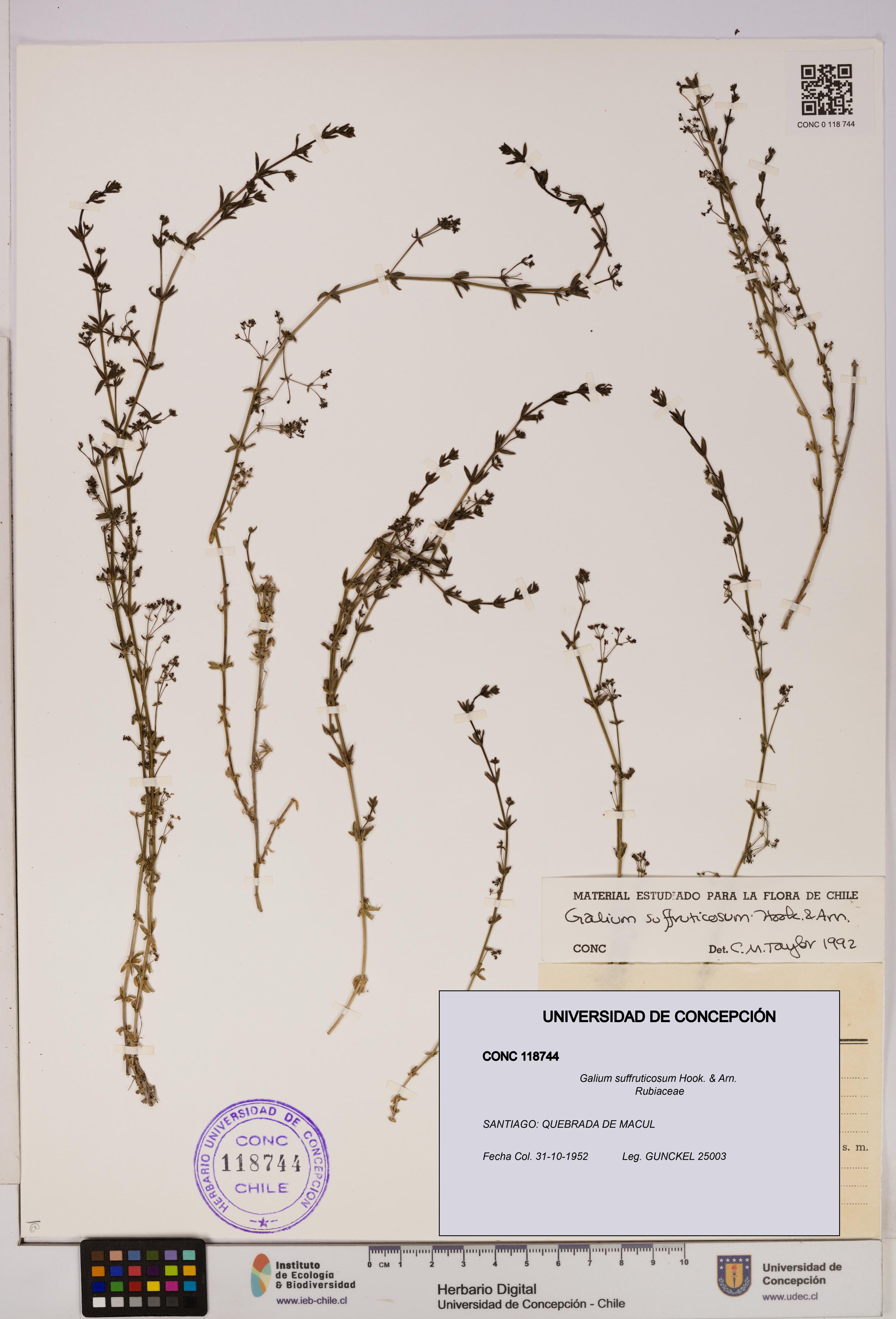 Galium suffruticosum [Espécimen: UDEC:CONC:0118744]