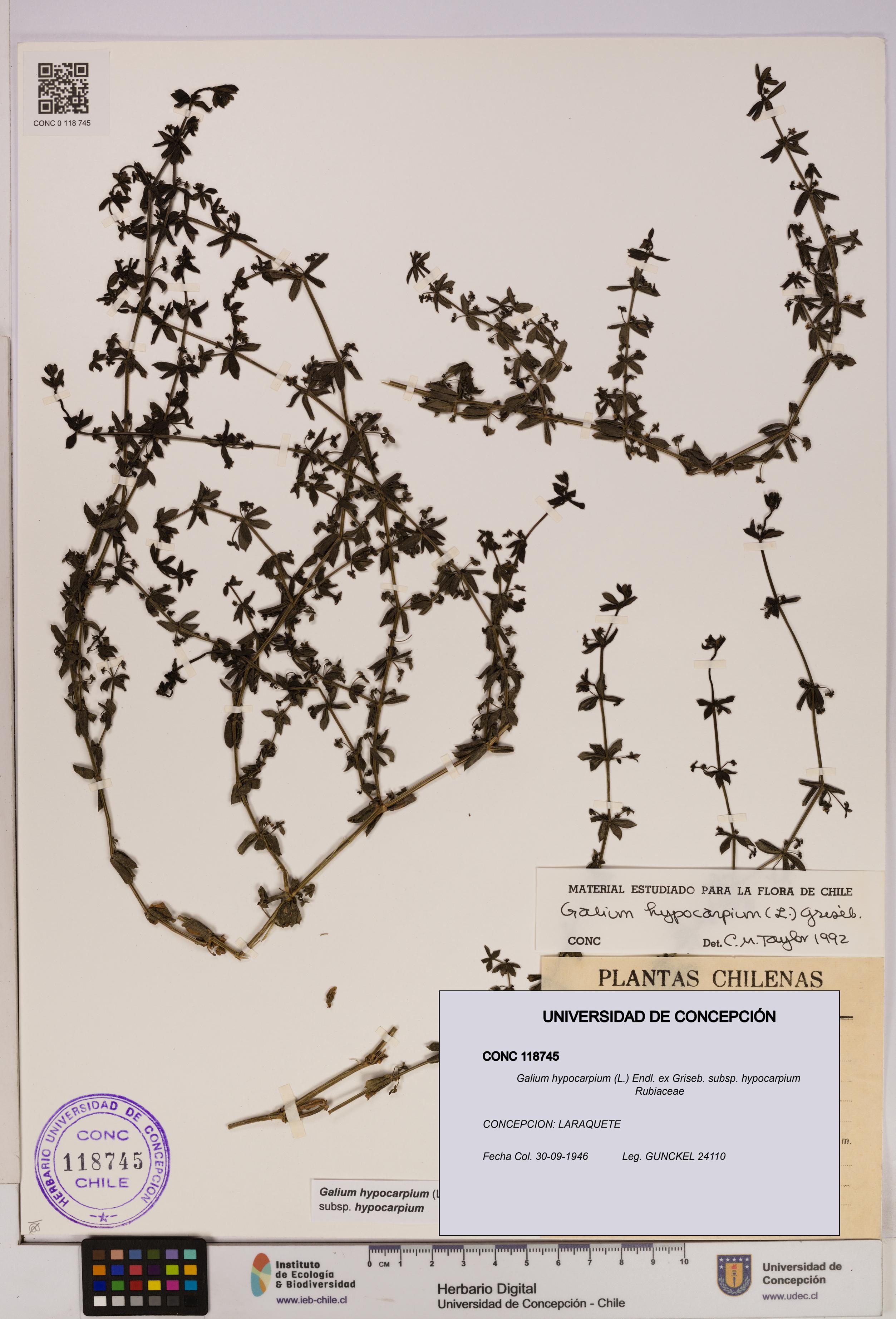 Galium hypocarpium subsp. hypocarpium [Espécimen: UDEC:CONC:0118745]