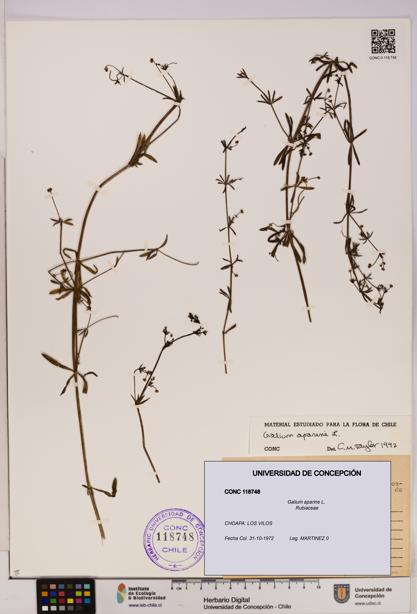 Galium aparine [Espécimen: UDEC:CONC:0118748]