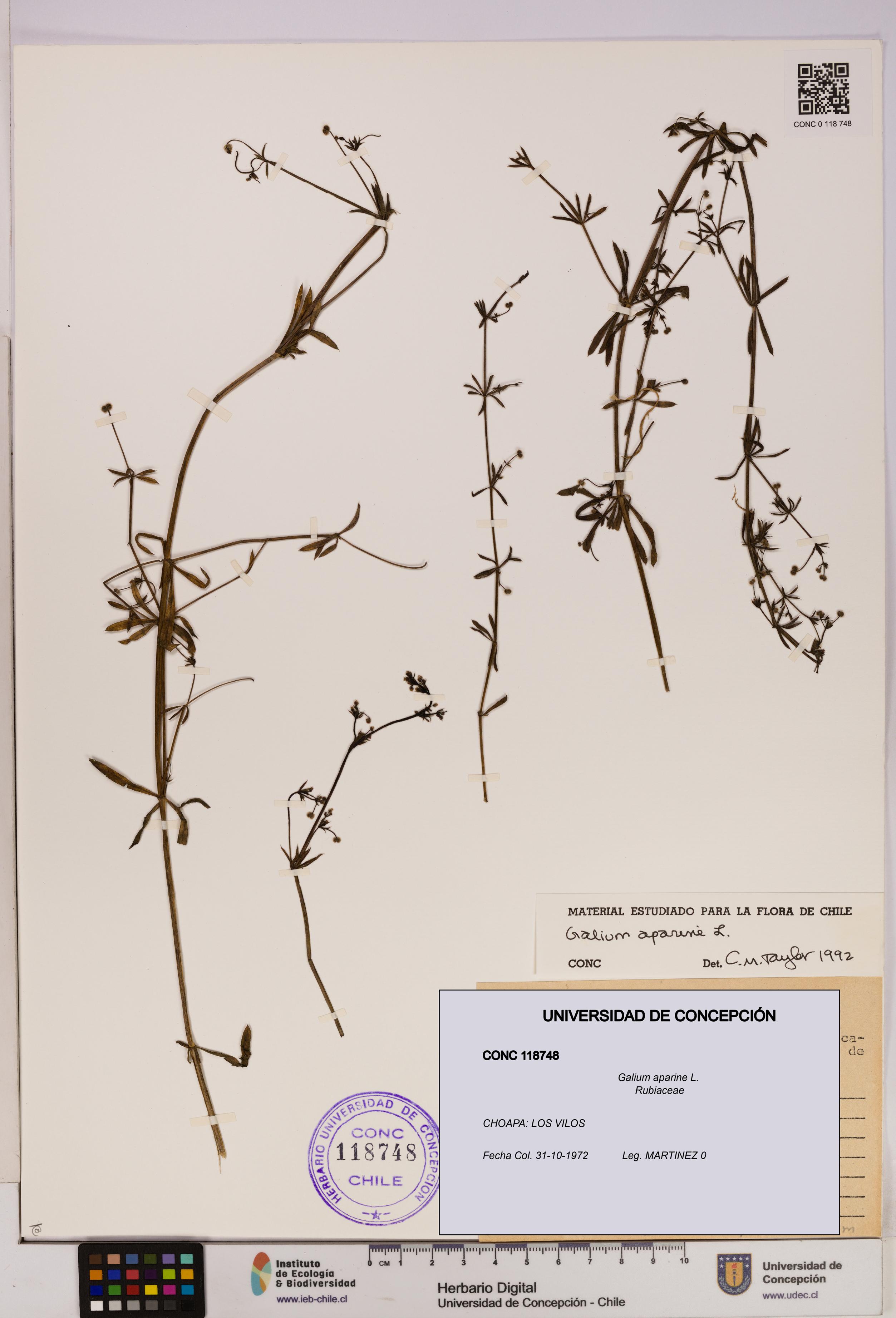 Galium aparine [Espécimen: UDEC:CONC:0118748]