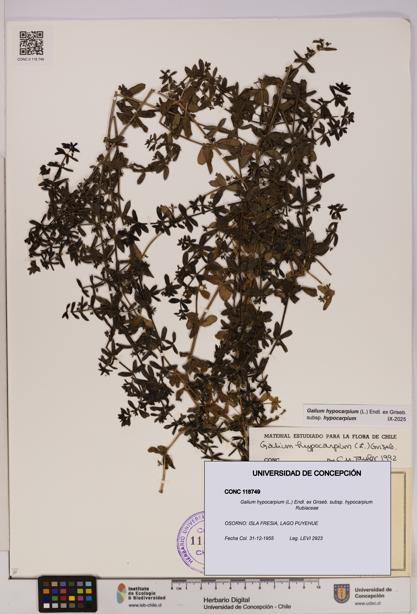 Galium hypocarpium subsp. hypocarpium [Espécimen: UDEC:CONC:0118749]
