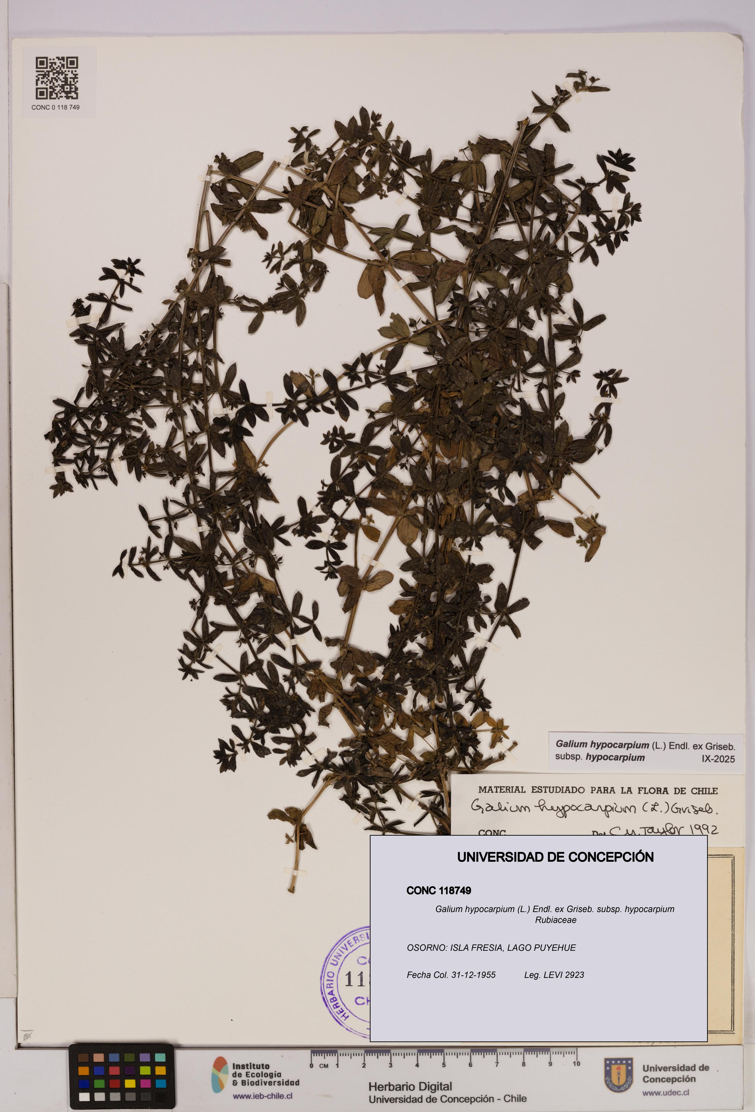Galium hypocarpium subsp. hypocarpium [Espécimen: UDEC:CONC:0118749]