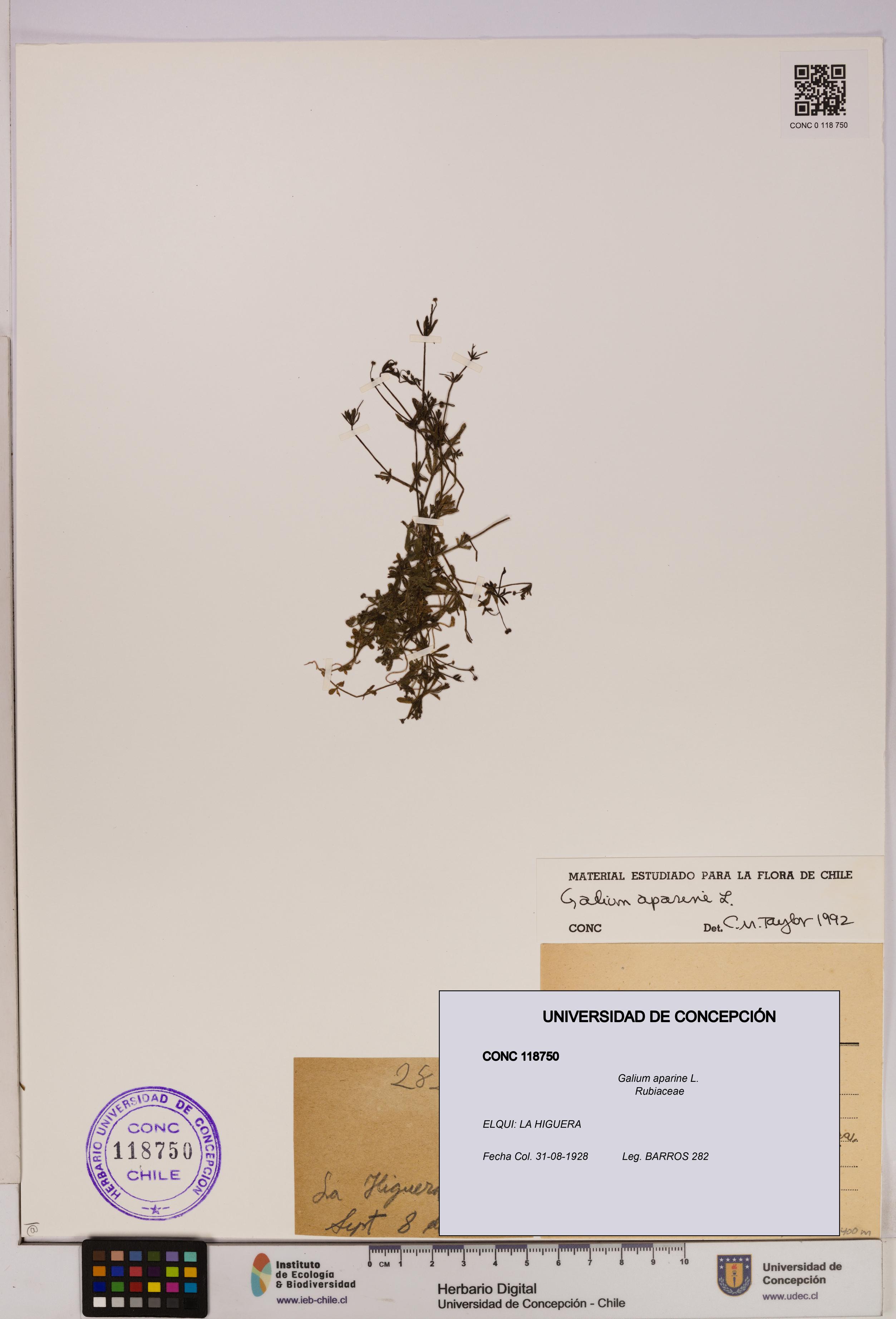 Galium aparine [Espécimen: UDEC:CONC:0118750]