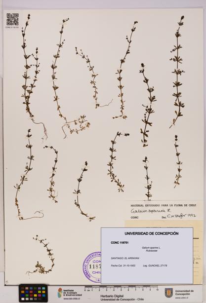 Galium aparine [Espécimen: UDEC:CONC:0118751]