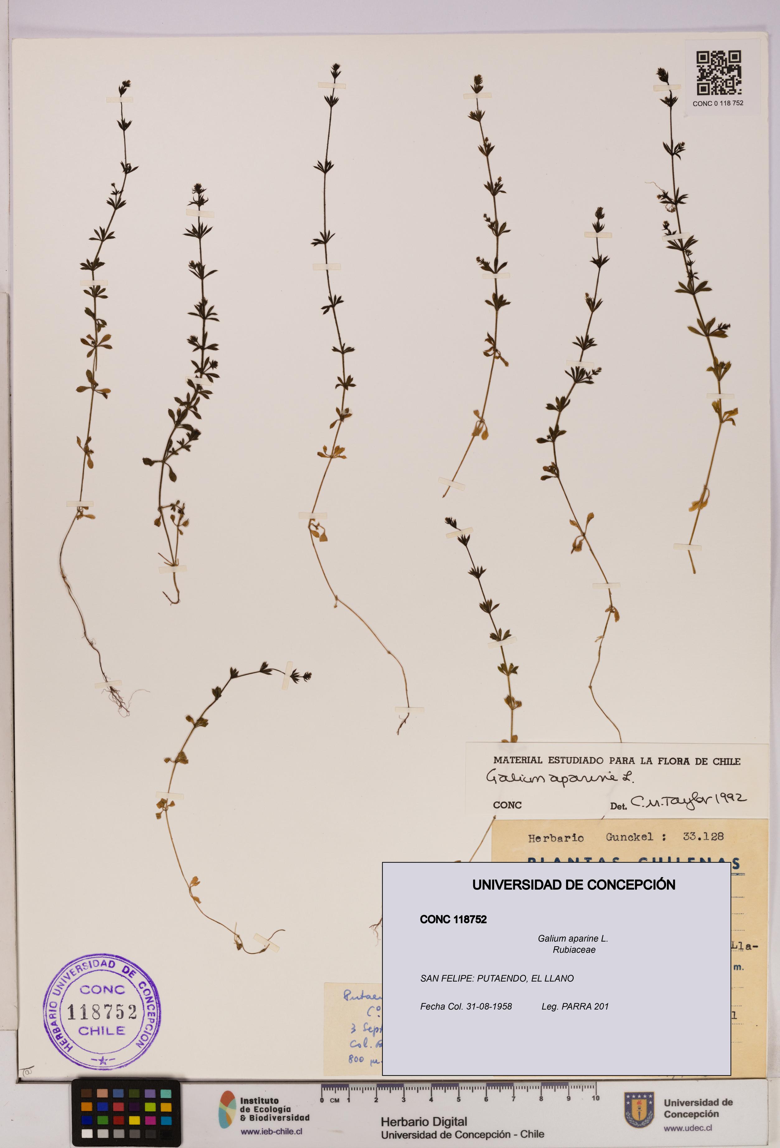 Galium aparine [Espécimen: UDEC:CONC:0118752]