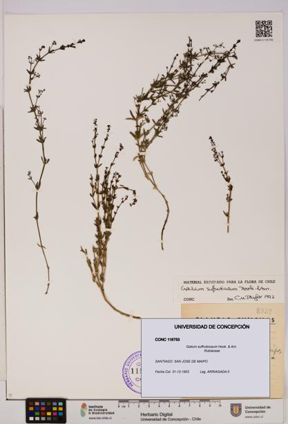 Galium suffruticosum [Espécimen: UDEC:CONC:0118753]