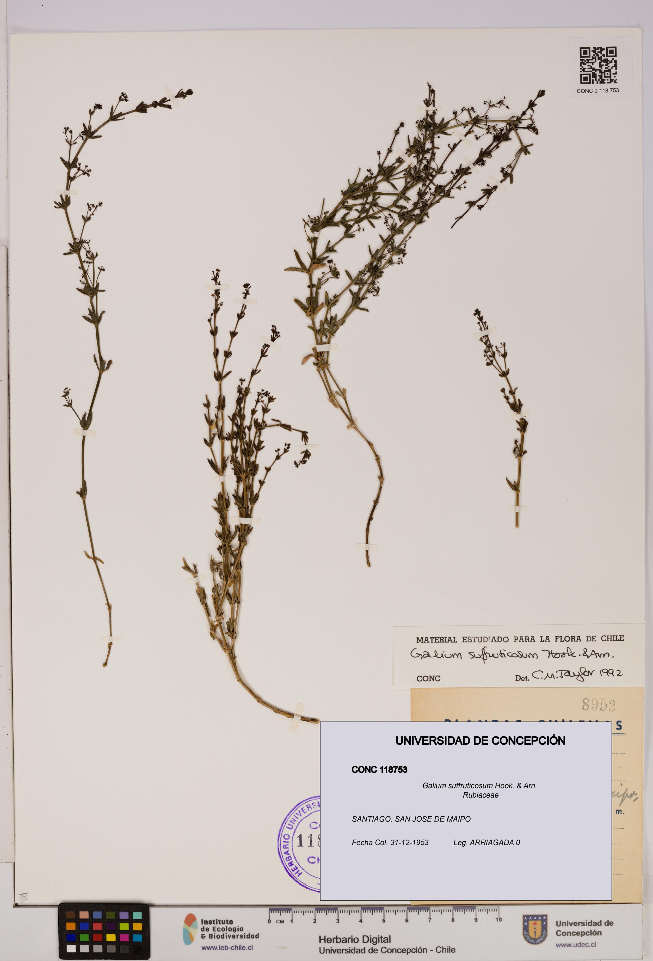 Galium suffruticosum [Espécimen: UDEC:CONC:0118753]