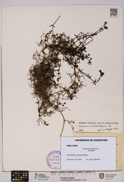 Galium trichocarpum [Espécimen: UDEC:CONC:0118754]