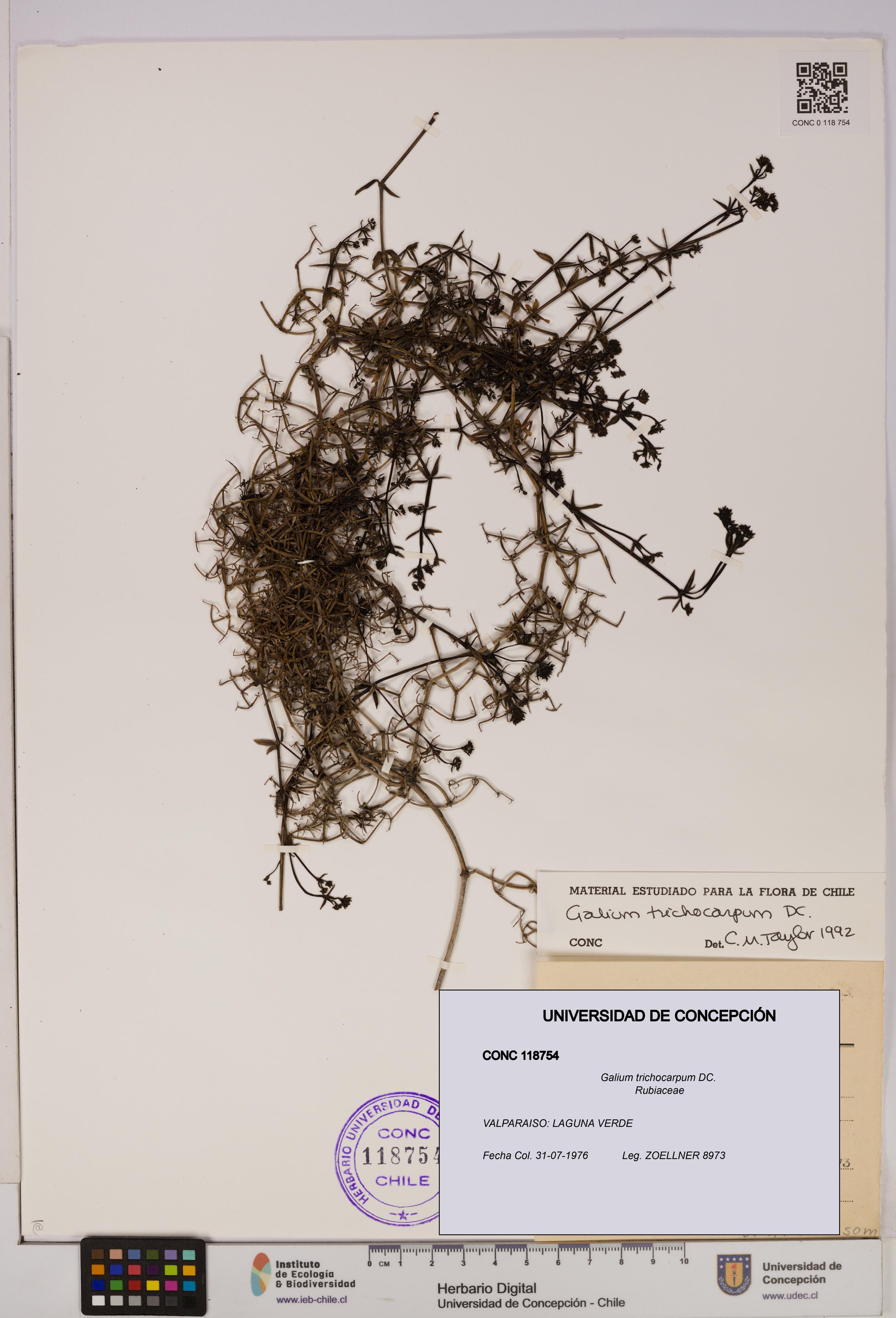 Galium trichocarpum [Espécimen: UDEC:CONC:0118754]
