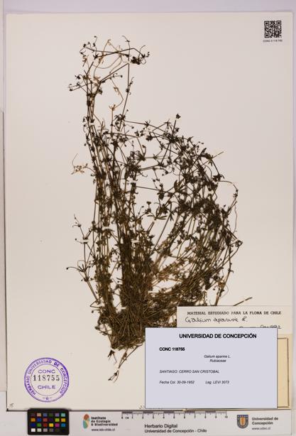 Galium aparine [Espécimen: UDEC:CONC:0118755]