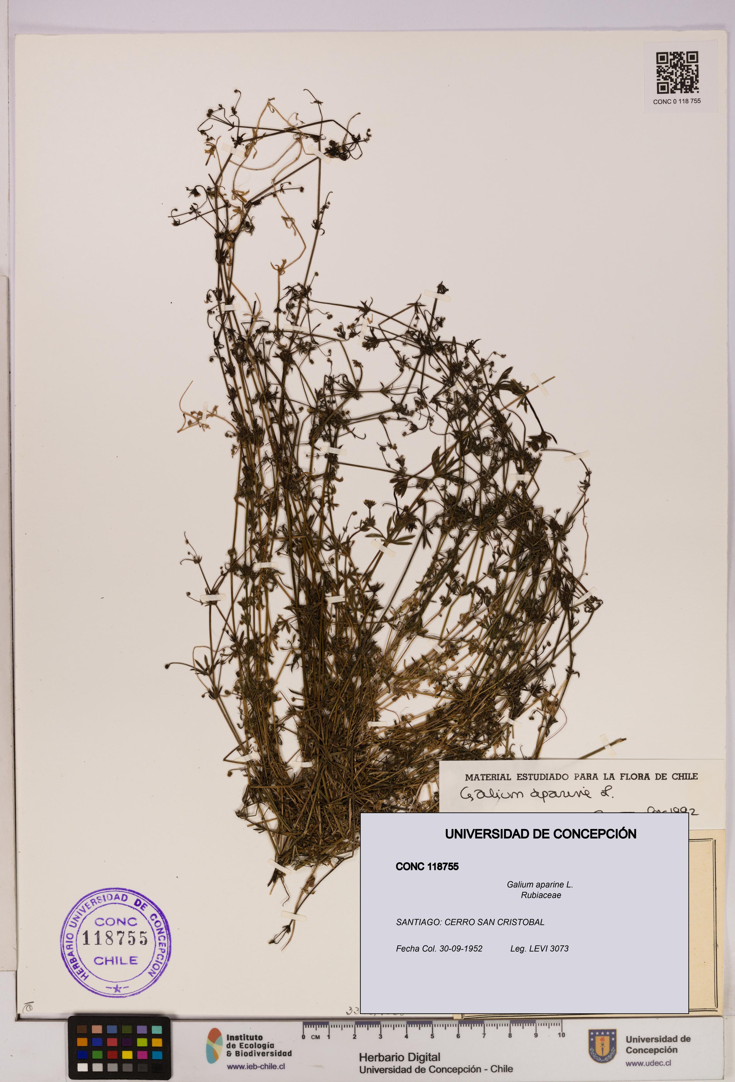 Galium aparine [Espécimen: UDEC:CONC:0118755]