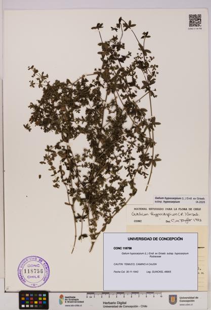 Galium hypocarpium subsp. hypocarpium [Espécimen: UDEC:CONC:0118756]
