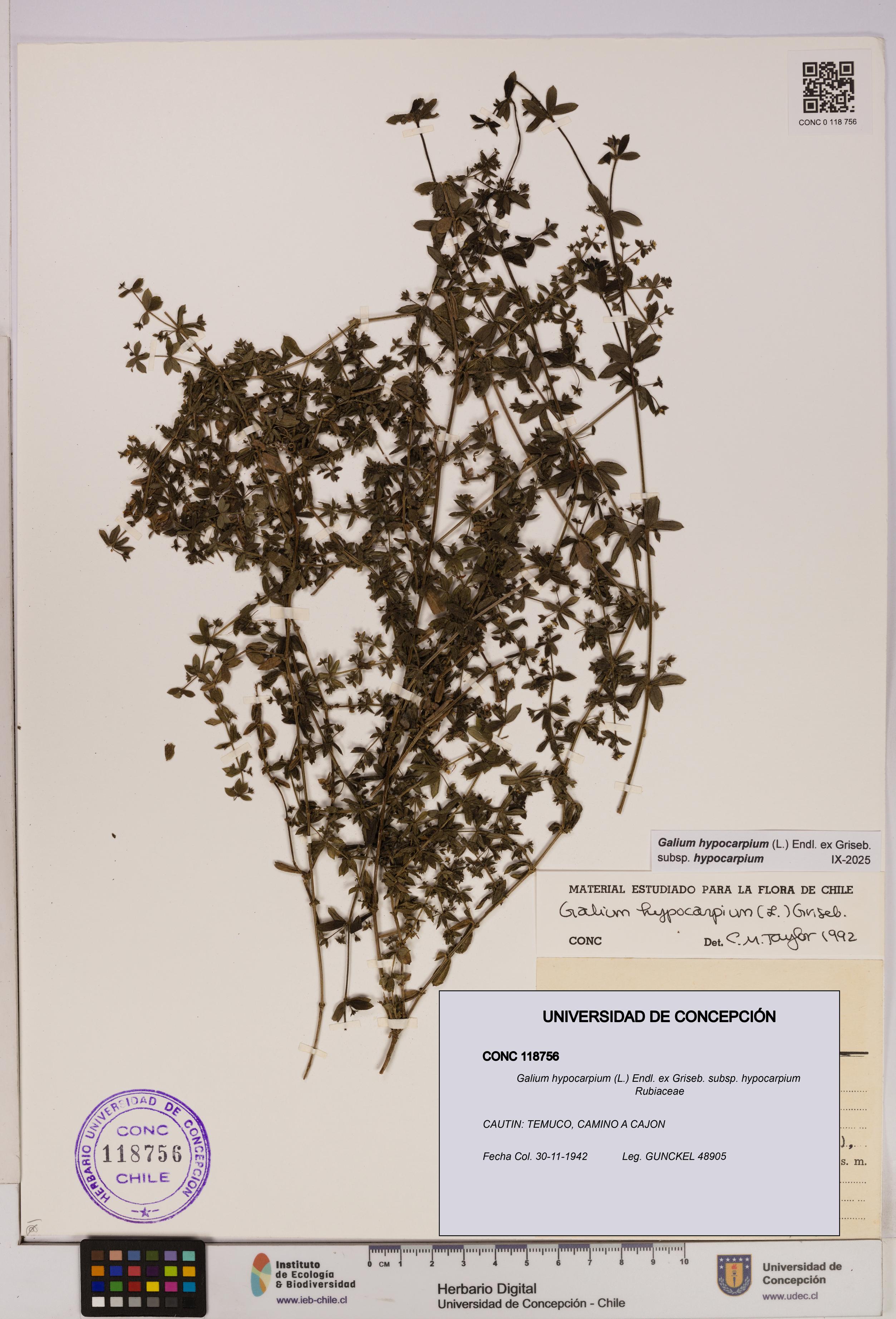 Galium hypocarpium subsp. hypocarpium [Espécimen: UDEC:CONC:0118756]