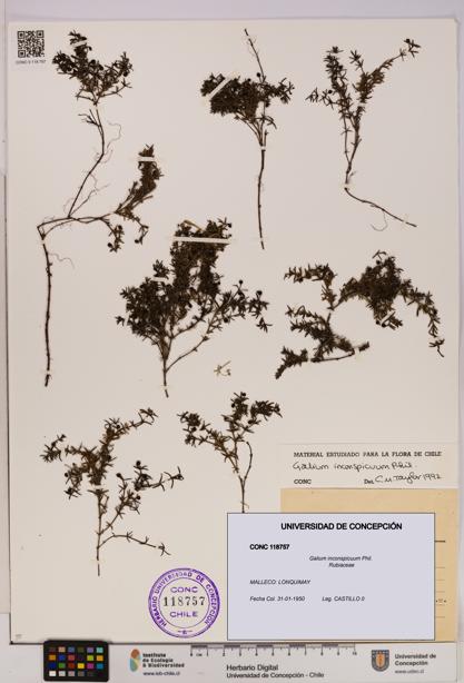Galium inconspicuum [Espécimen: UDEC:CONC:0118757]