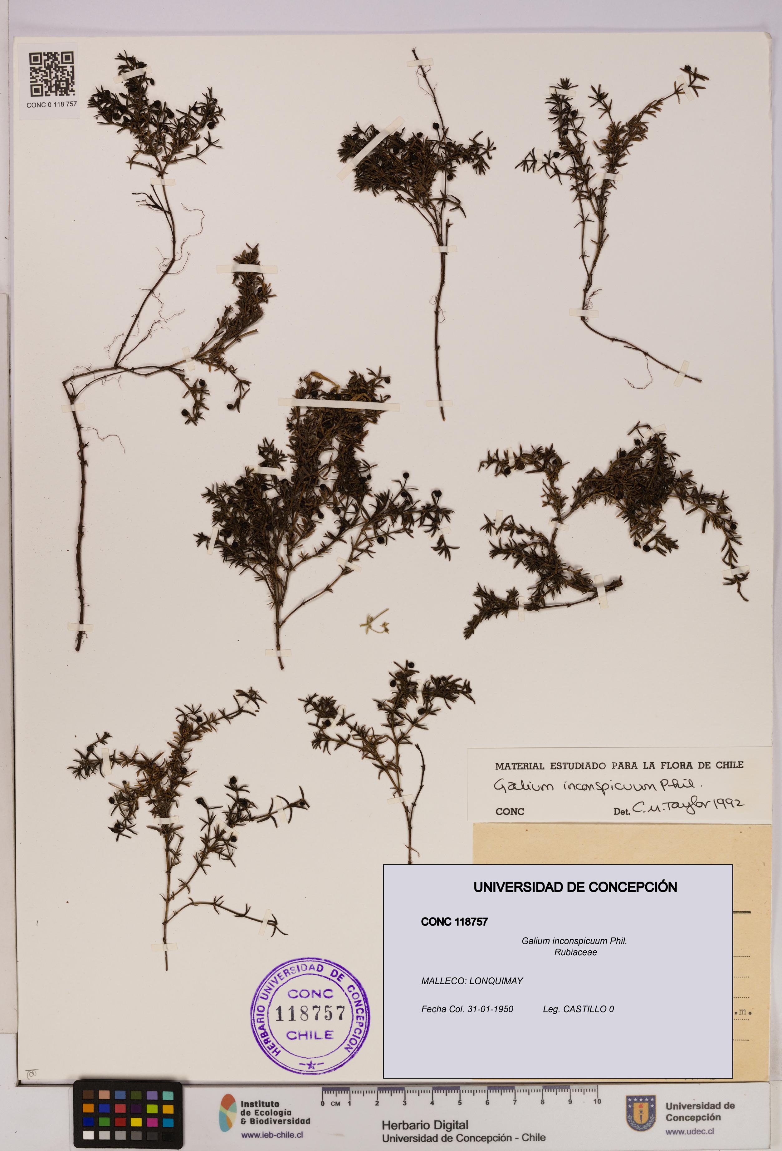 Galium inconspicuum [Espécimen: UDEC:CONC:0118757]