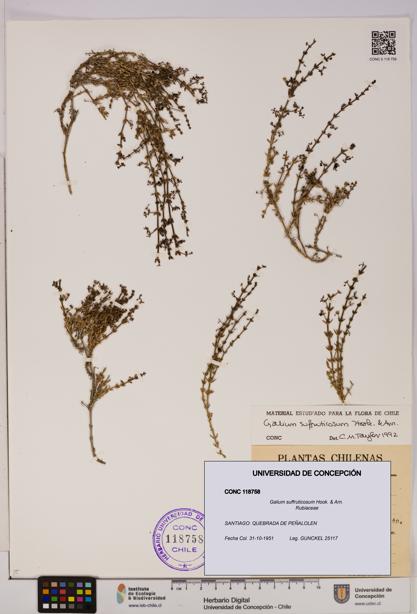 Galium suffruticosum [Espécimen: UDEC:CONC:0118758]