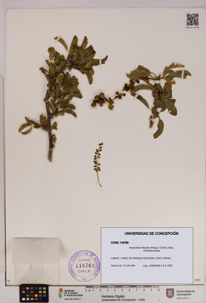 Anisomeria littoralis [Espécimen: UDEC:CONC:0118762]