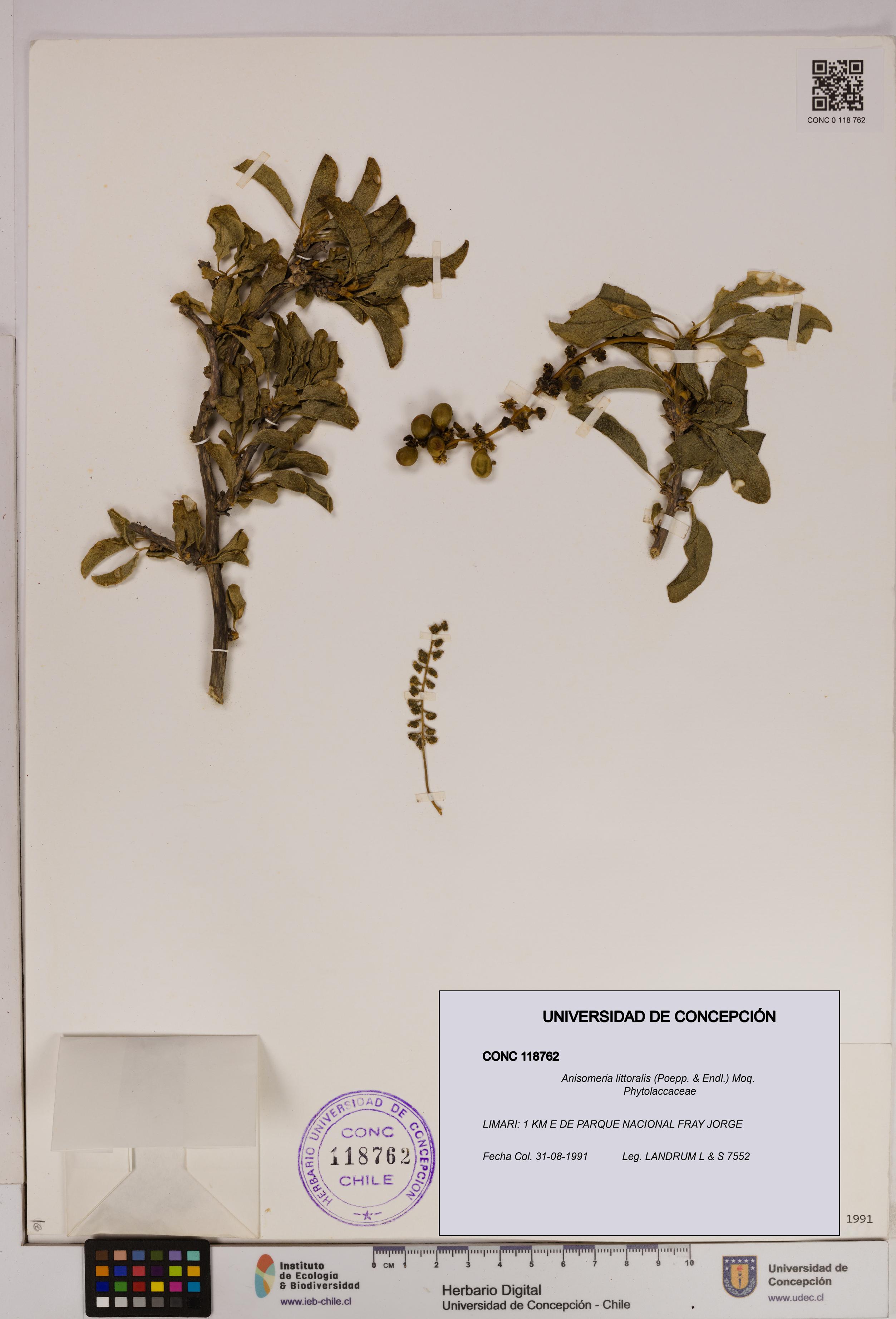 Anisomeria littoralis [Espécimen: UDEC:CONC:0118762]