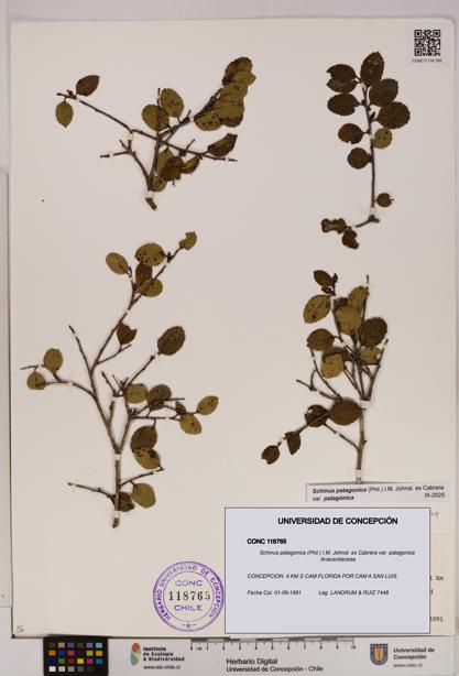 Schinus patagonica [Espécimen: UDEC:CONC:0118765]