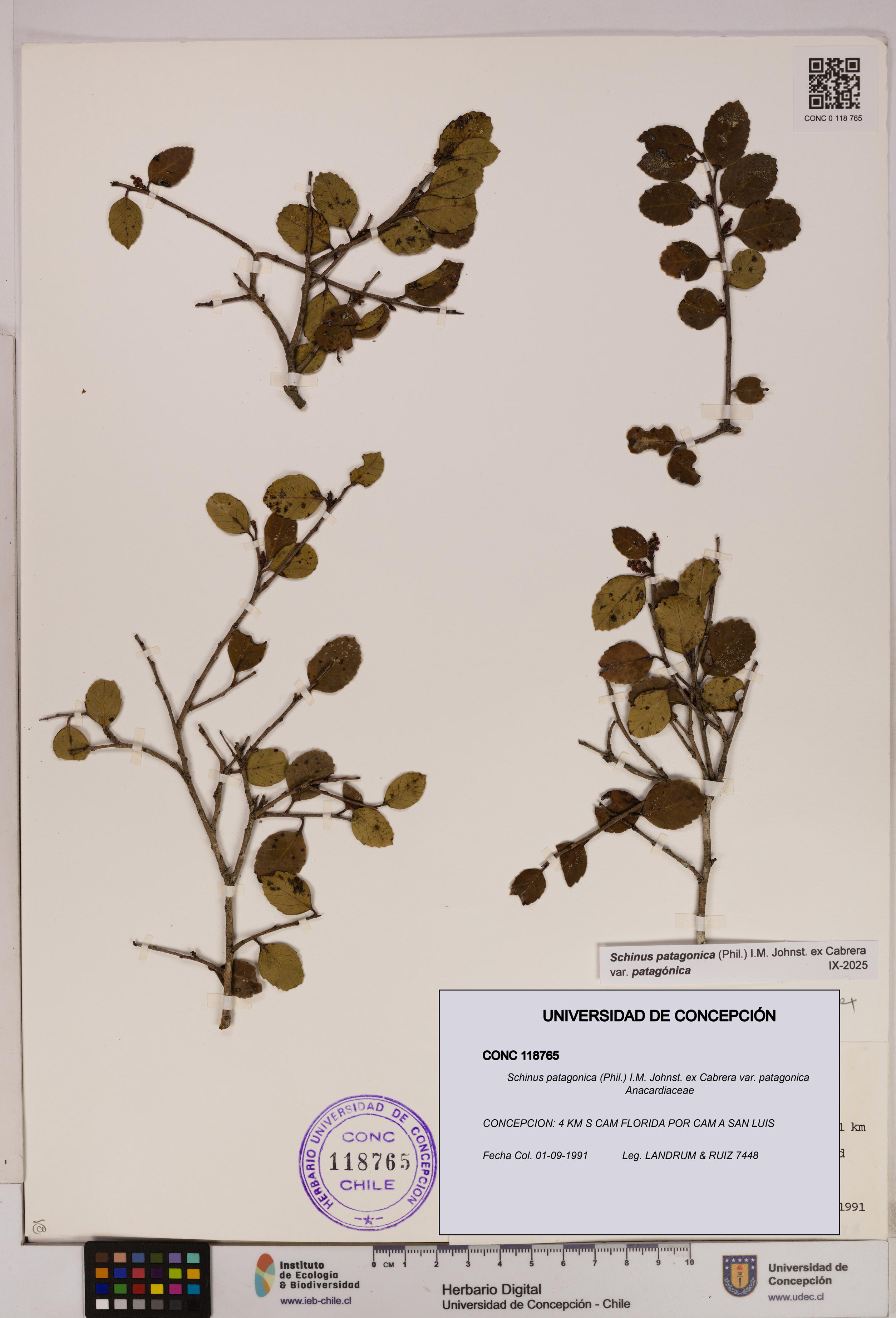 Schinus patagonica [Espécimen: UDEC:CONC:0118765]