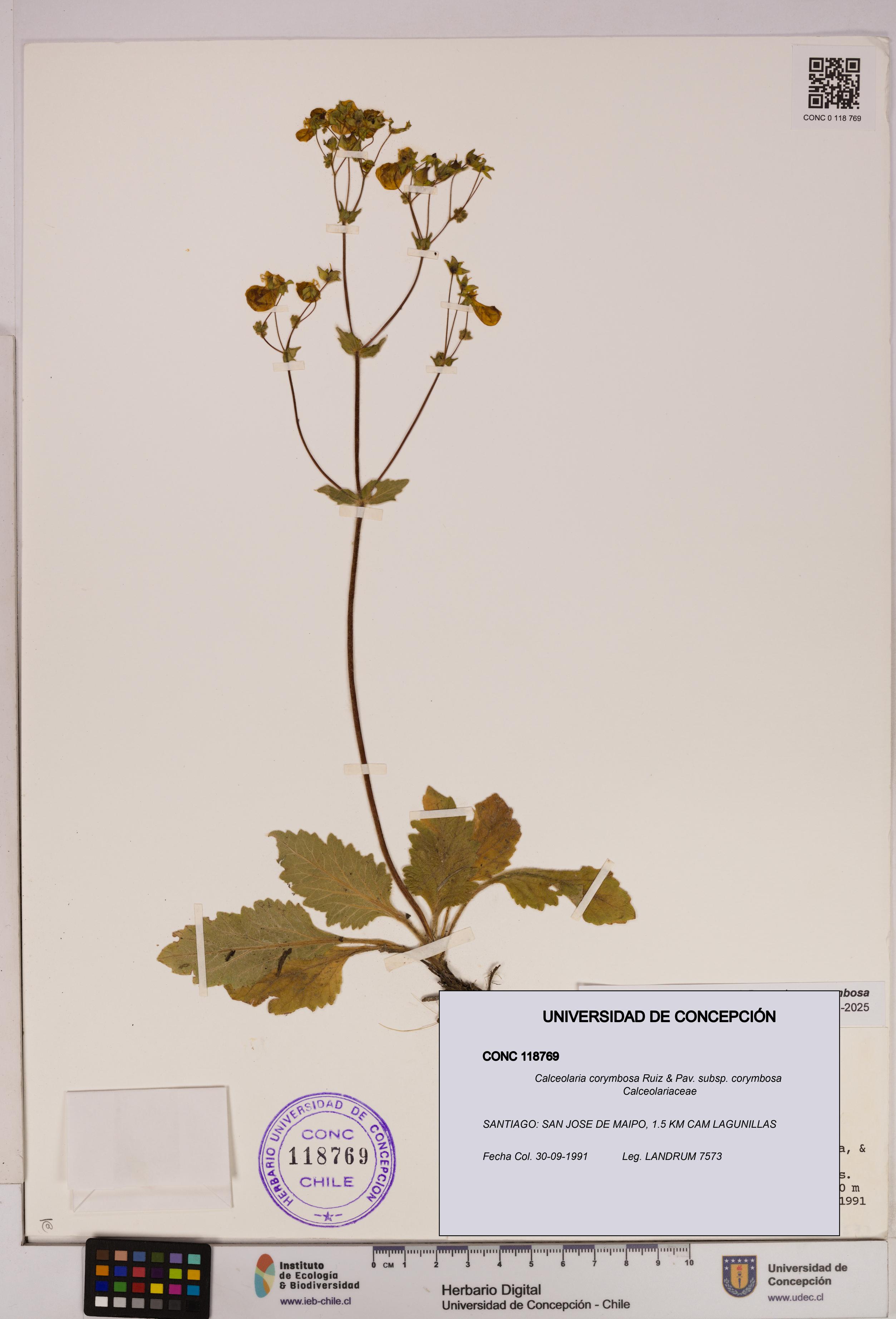 Calceolaria corymbosa [Espécimen: UDEC:CONC:0118769]