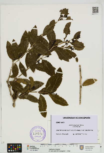 Berberis negeriana [Espécimen: UDEC:CONC:0118771]