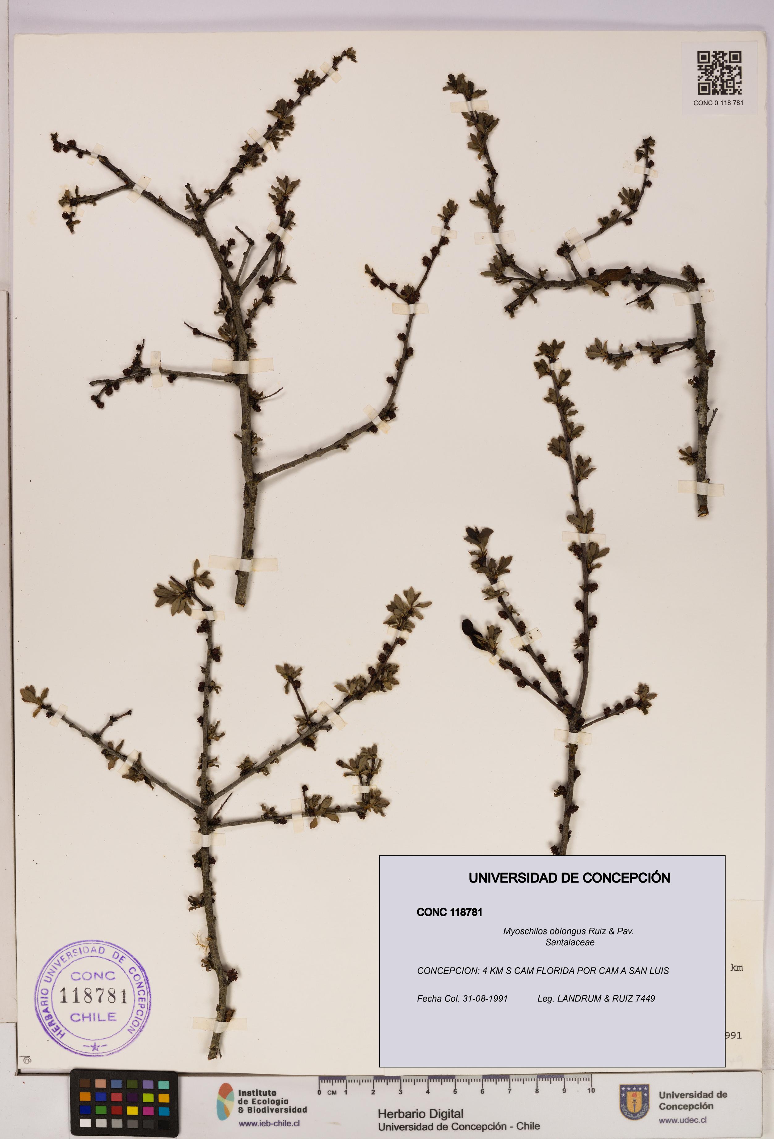 Myoschilos oblongus [Espécimen: UDEC:CONC:0118781]