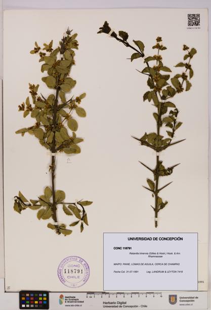 Retanilla trinervia [Espécimen: UDEC:CONC:0118791]