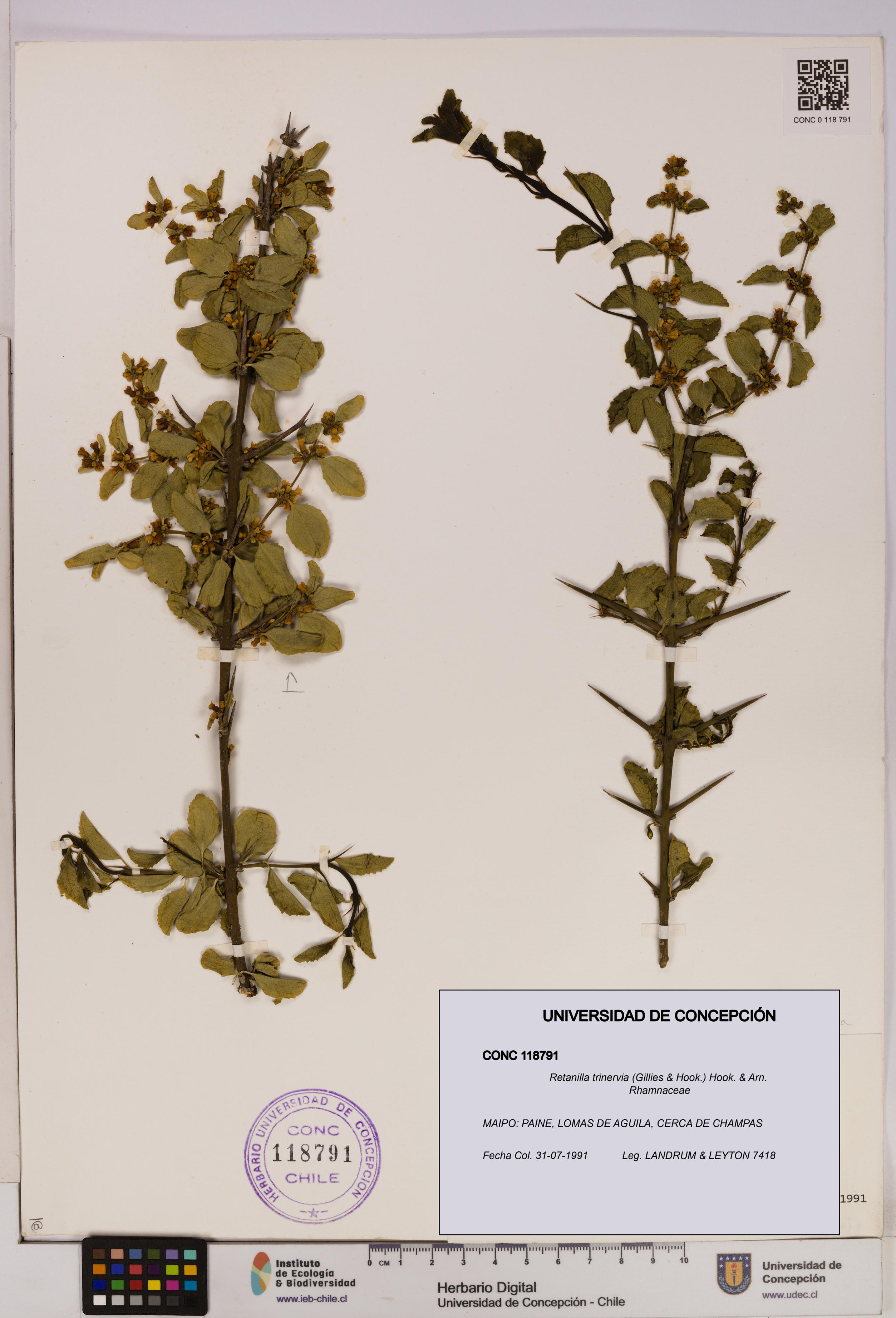 Retanilla trinervia [Espécimen: UDEC:CONC:0118791]