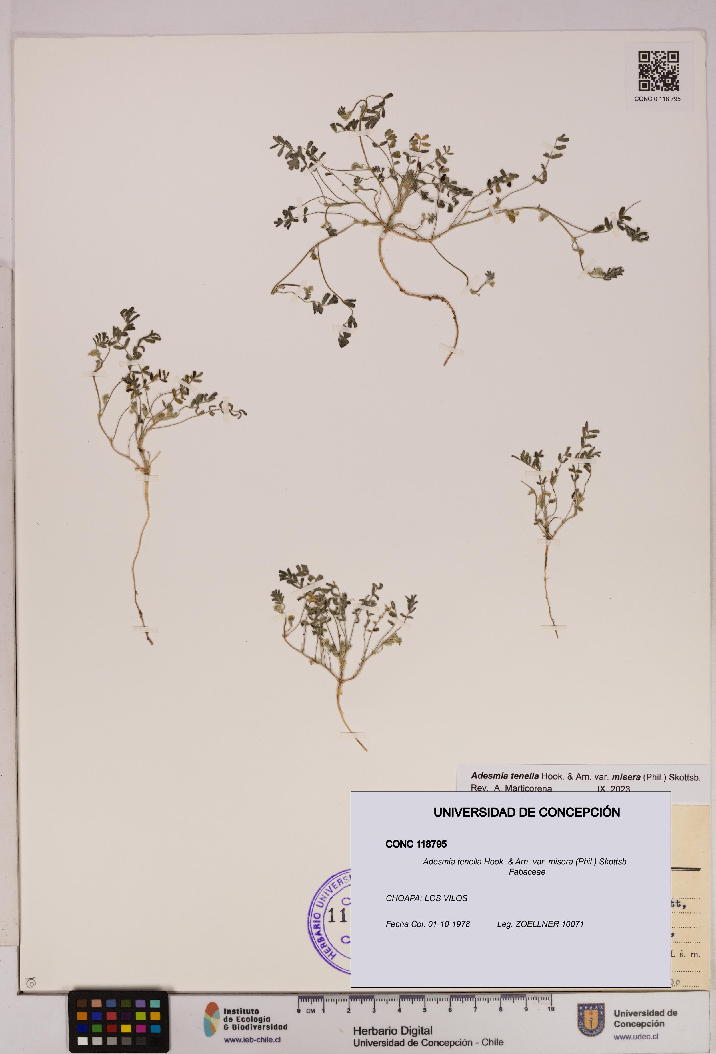 Adesmia tenella var. misera [Espécimen: UDEC:CONC:0118795]