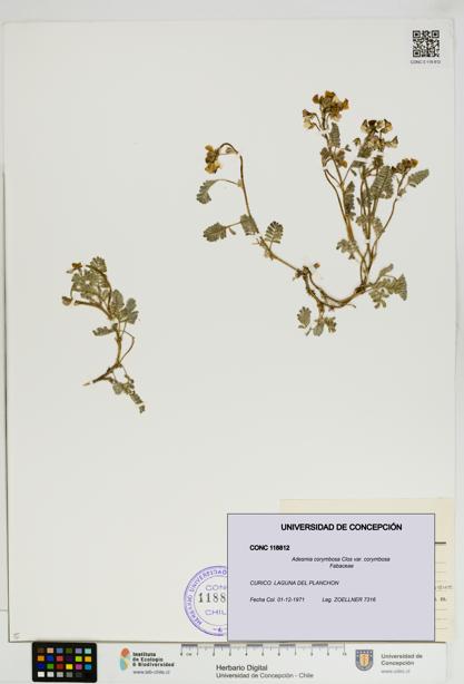 Adesmia corymbosa var. corymbosa [Espécimen: UDEC:CONC:0118812]