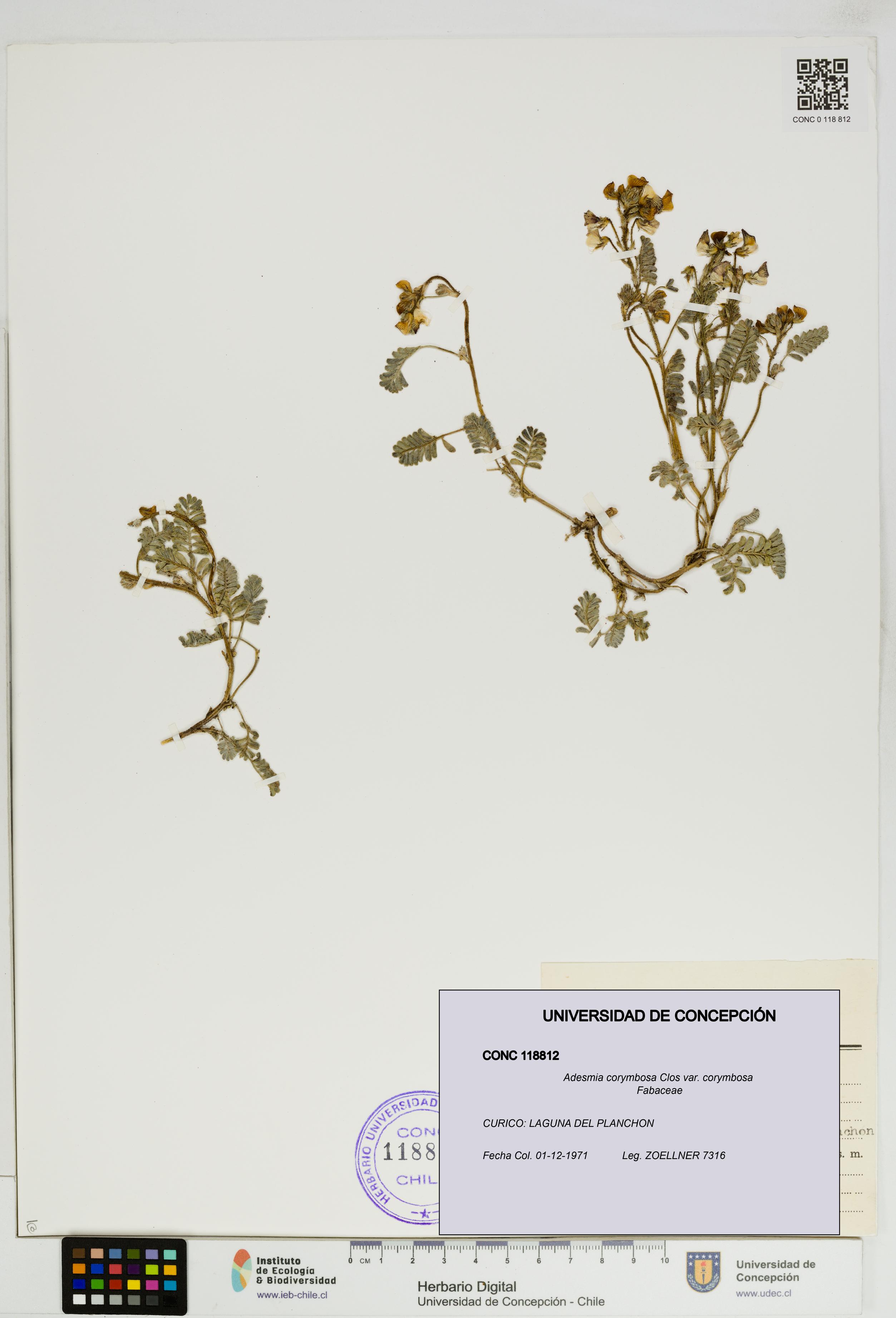Adesmia corymbosa var. corymbosa [Espécimen: UDEC:CONC:0118812]