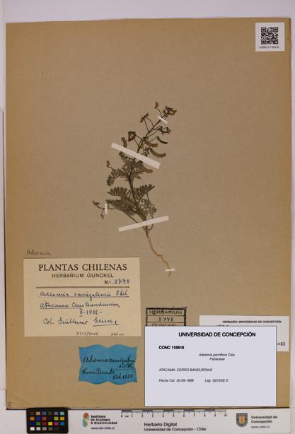 Adesmia parviflora [Espécimen: UDEC:CONC:0118816]