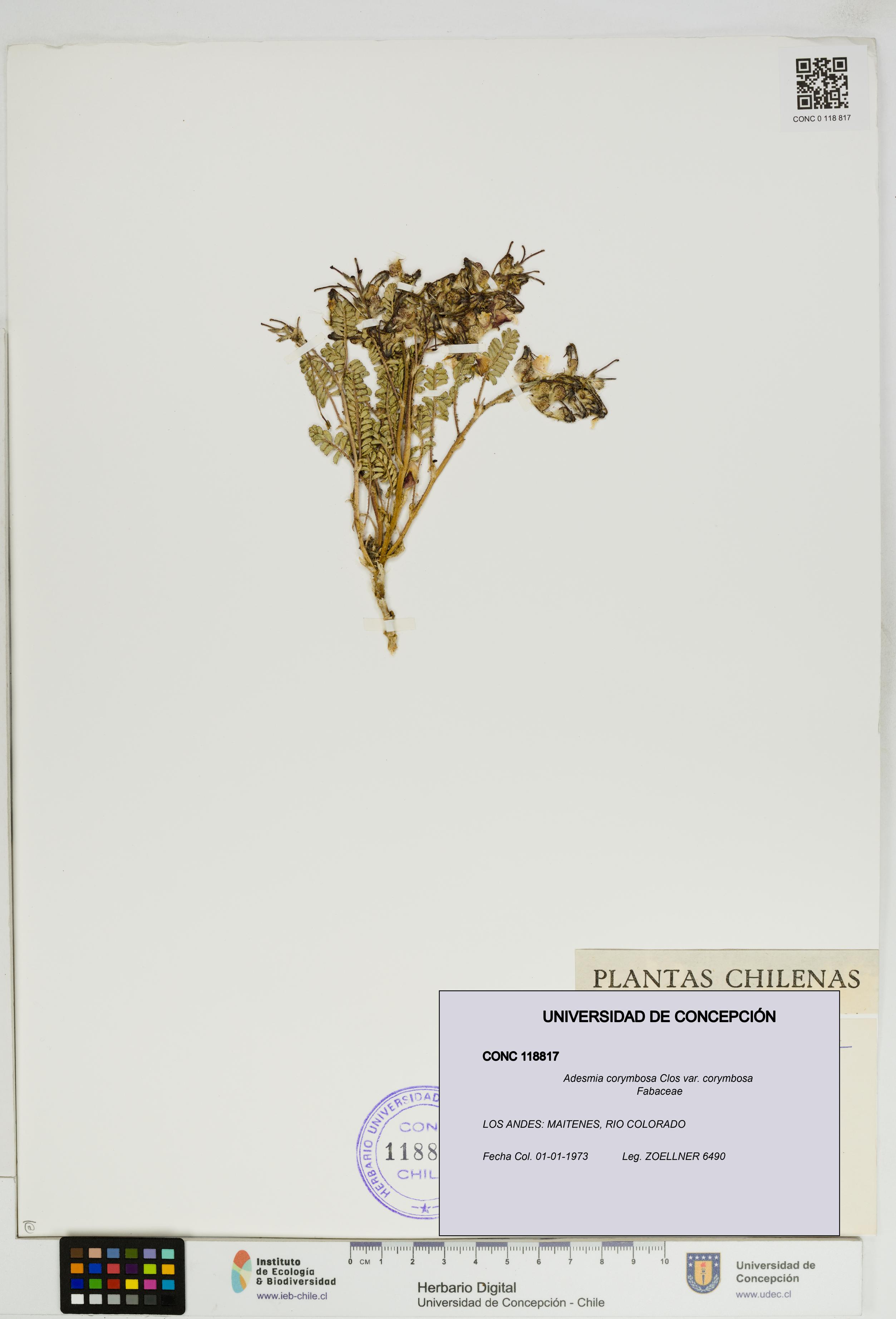 Adesmia corymbosa var. corymbosa [Espécimen: UDEC:CONC:0118817]