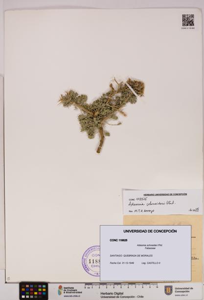 Adesmia schneideri [Espécimen: UDEC:CONC:0118825]