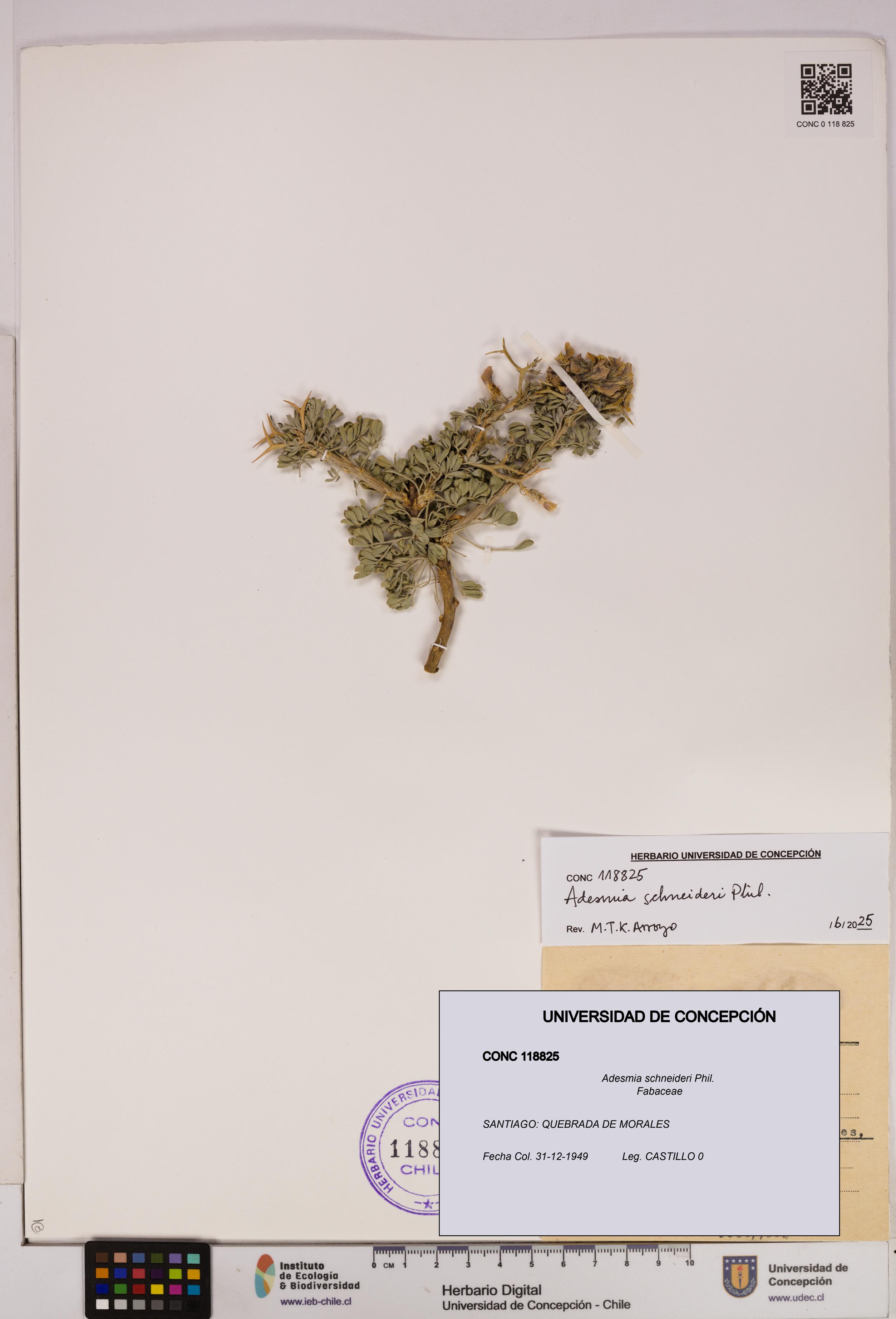 Adesmia schneideri [Espécimen: UDEC:CONC:0118825]