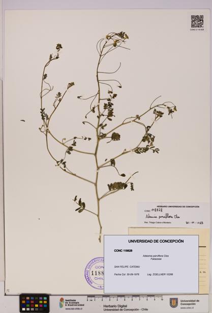 Adesmia parviflora [Espécimen: UDEC:CONC:0118828]