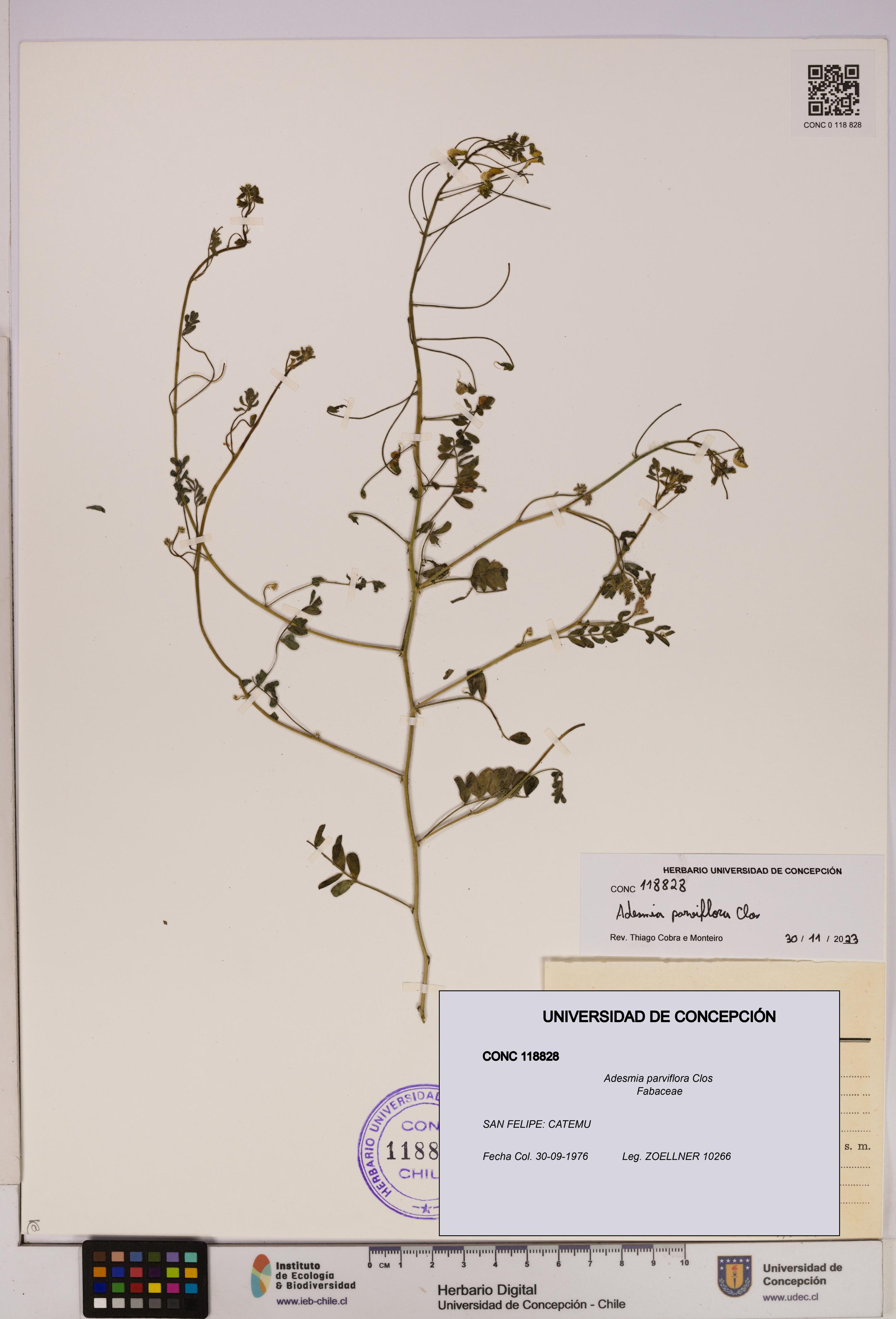 Adesmia parviflora [Espécimen: UDEC:CONC:0118828]
