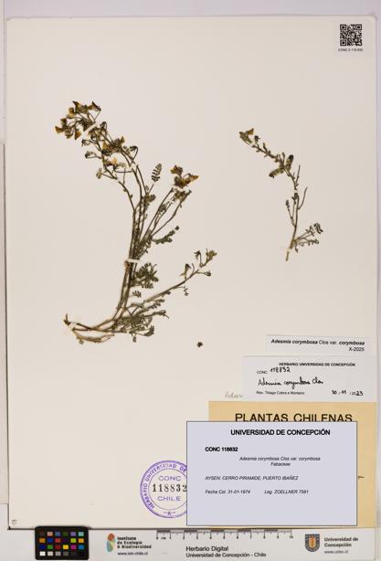 Adesmia corymbosa var. corymbosa [Espécimen: UDEC:CONC:0118832]