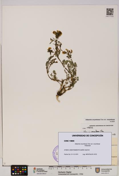 Adesmia corymbosa var. corymbosa [Espécimen: UDEC:CONC:0118833]